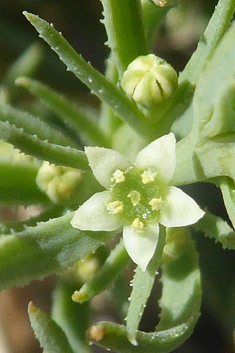 Field Bastard-toadflax