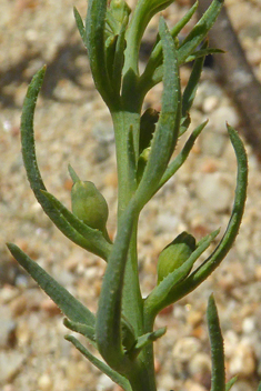 Field Bastard-toadflax