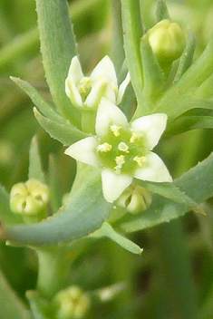 Field Bastard-toadflax