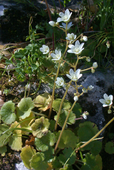 Saxifraga rotundifolia