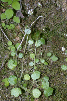 Ivy-leaved Saxifrage