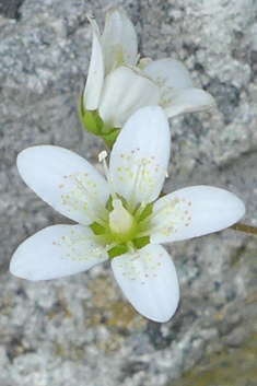 Saxifraga rotundifolia