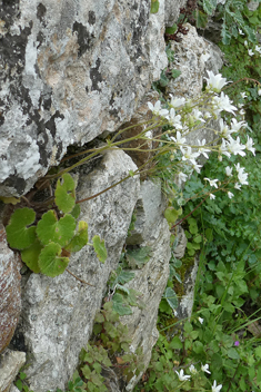 Saxifraga rotundifolia