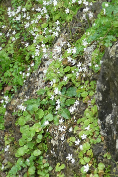 Saxifraga rotundifolia