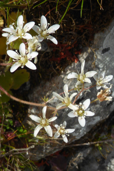 Saxifraga rotundifolia