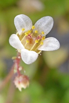 Ivy-leaved Saxifrage