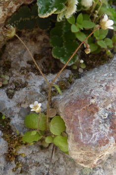 Ivy-leaved Saxifrage