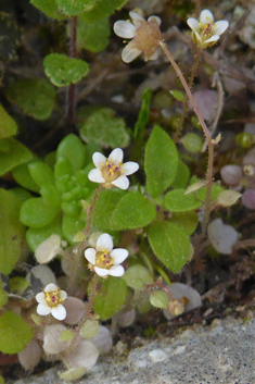 Ivy-leaved Saxifrage