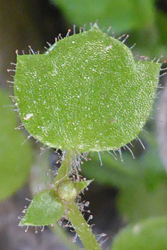 Ivy-leaved Saxifrage