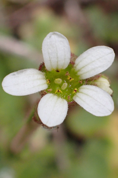 Saxifraga carpetana