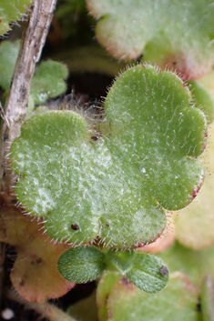 Saxifraga carpetana