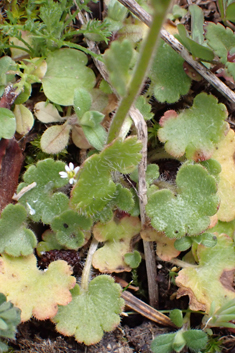 Saxifraga carpetana