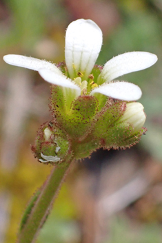 Saxifraga carpetana