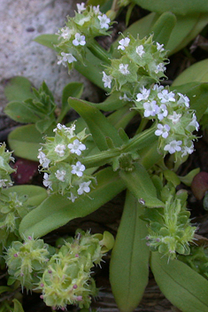 Disc-fruited Cornsalad