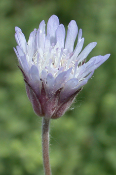 Entire-leaved Scabious