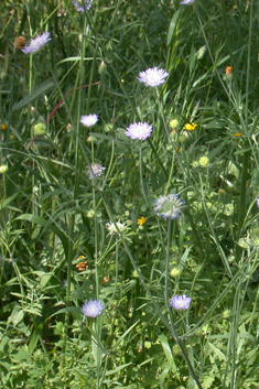 Entire-leaved Scabious