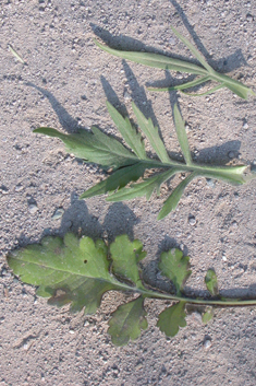 Entire-leaved Scabious