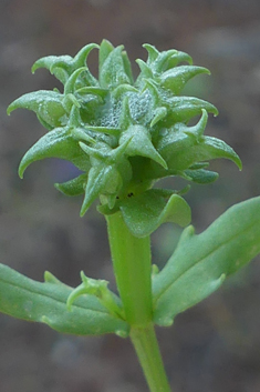 Spiny-fruited Cornsalad