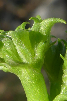 Spiny-fruited Cornsalad