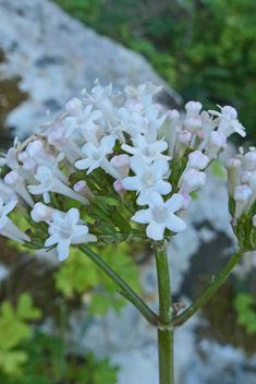 Valeriana italica