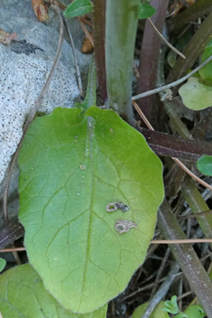 Valeriana italica