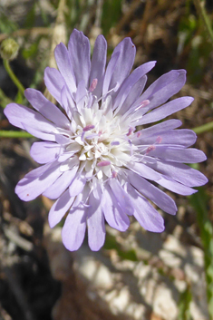 Entire-leaved Scabious
