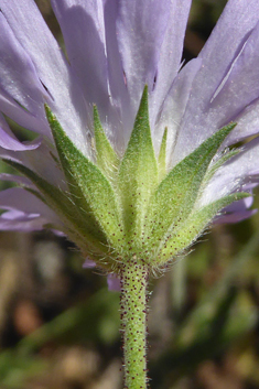 Entire-leaved Scabious