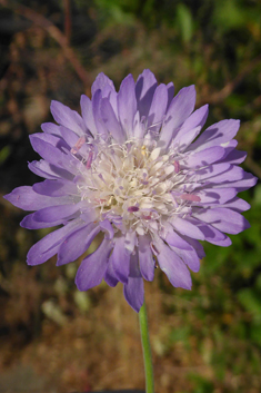 Entire-leaved Scabious