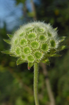 Entire-leaved Scabious