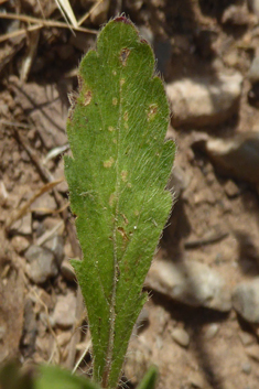 Lomelosia brachiata