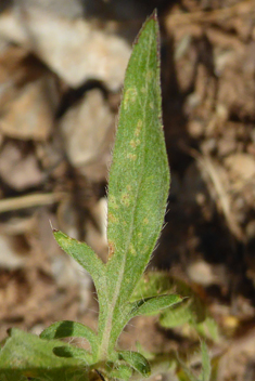 Lomelosia brachiata