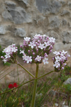 Italian Valerian