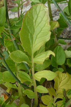 Valeriana italica