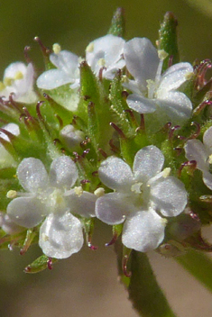 Disc-fruited Cornsalad