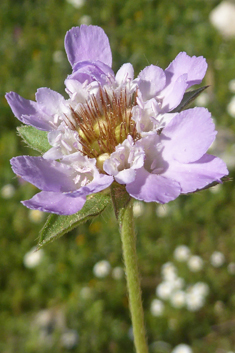 Lomelosia brachiata