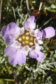 Lomelosia brachiata