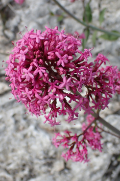 Red Valerian