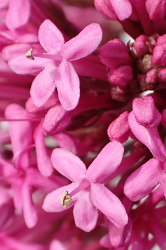 Red Valerian