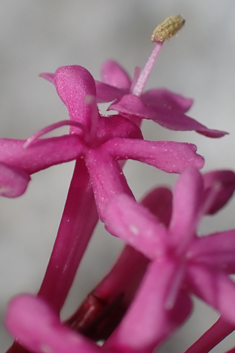 Red Valerian