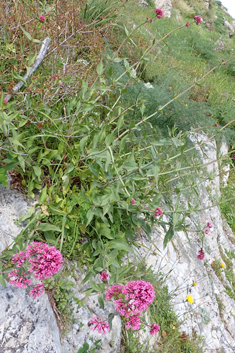 Red Valerian