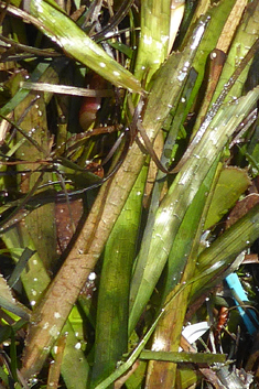 Common Neptune-grass