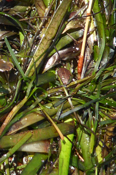 Mediterranean Sea-grass