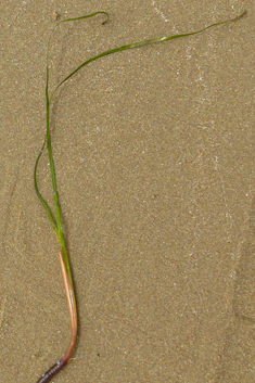 Mediterranean Sea-grass