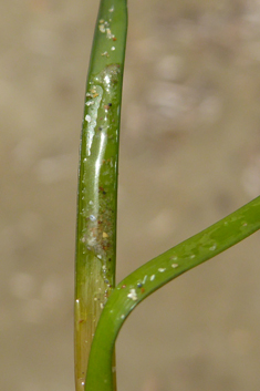 Mediterranean Sea-grass