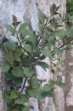 Common Caper