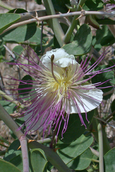 Common Caper