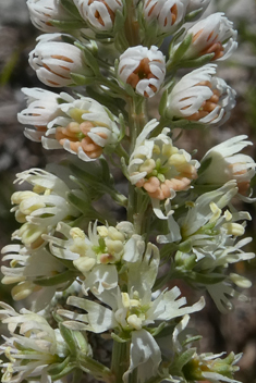 White Mignonette