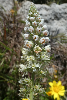 White Mignonette