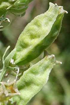 White Mignonette