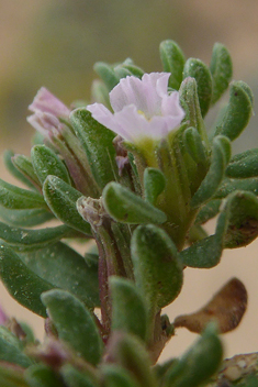 Hairy Sea-heath